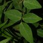 Desmodium perplexum (Fabaceae) - leaf - basal or on lower stem