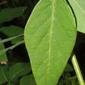 Desmodium perplexum (Fabaceae) - leaf - unspecified